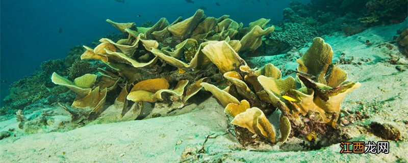 海藻球可以用手摸吗图片 海藻球可以用手摸吗