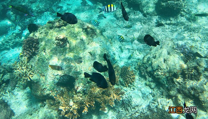 海藻球可以用手摸吗图片 海藻球可以用手摸吗