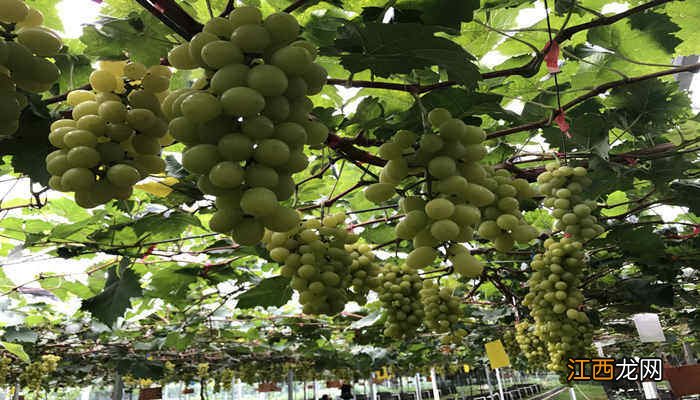 根据藤本植物的攀爬方式分类葡萄属于哪种藤本植物