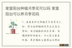 家里阳台种植月季花可以吗 家里阳台可以养月季花吗