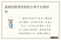 盆栽四季桂花树怎么养才长得好快