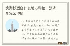 澳洲杉适合什么地方种植，澳洲杉怎么种植