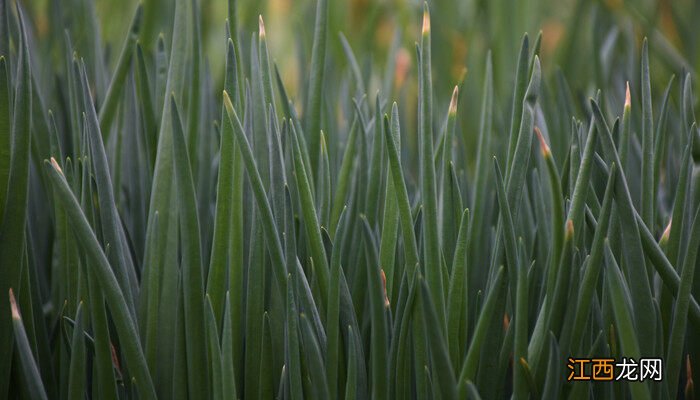 大葱种子几月播种 大葱怎么种植方法视频