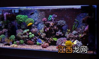 家里放什么聚财是最强摆件 家里摆放什么物件聚财