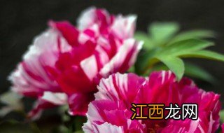 长春牡丹什么时候开花，长春牡丹什么时候开花的