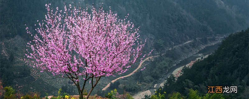 桃树先开花还是先结果呢 桃树先开花还是先结果?