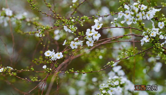 雪柳生长在什么地方最好 雪柳生长在什么地方