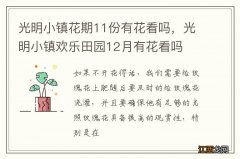 光明小镇花期11份有花看吗，光明小镇欢乐田园12月有花看吗