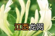 头皮痒怎么回事