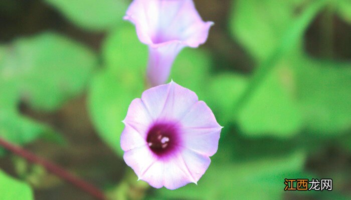 嫌光种子有哪些芹菜 嫌光种子有哪些