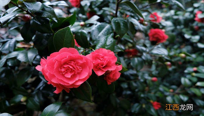 茶花冬季移栽几天能成活了 茶花冬季移栽几天能成活