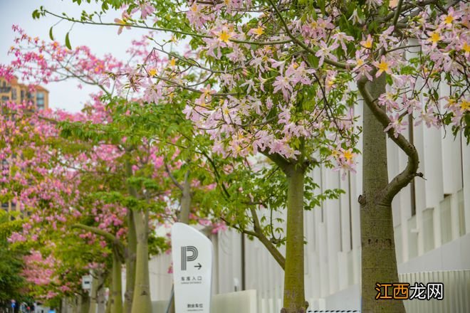 异木棉花盛开，深圳龙华文体中心被粉色花海围绕，很美很壮观