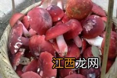 红侠早早孕试纸怎么样？红侠早早孕试纸使用方法