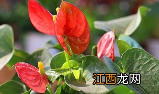 红掌如何施肥? 施什么肥 红掌施肥方法及注意事项