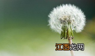 蒲公英什么时候开花的 蒲公英什么时候开花的?