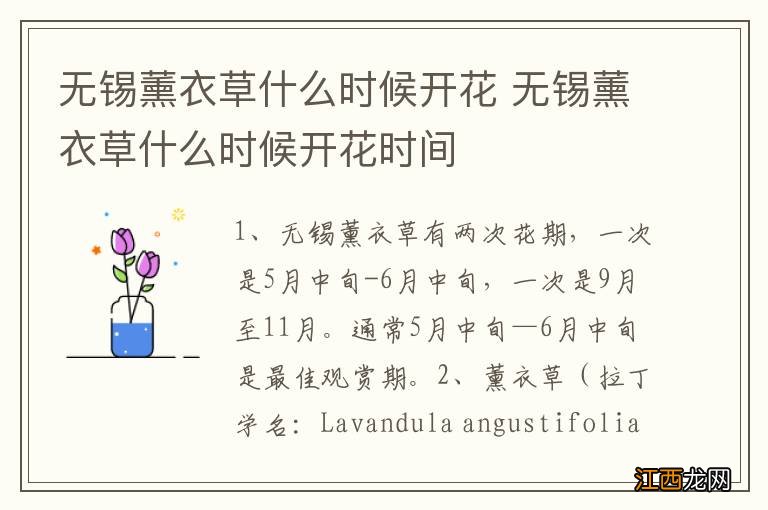 无锡薰衣草什么时候开花 无锡薰衣草什么时候开花时间