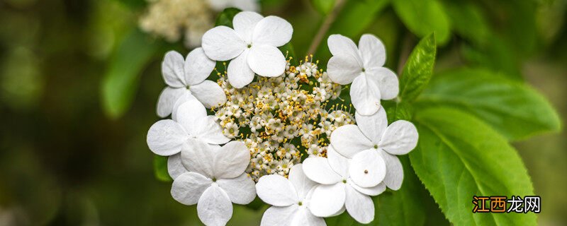 隋炀帝看的琼花是什么花 琼花是什么花