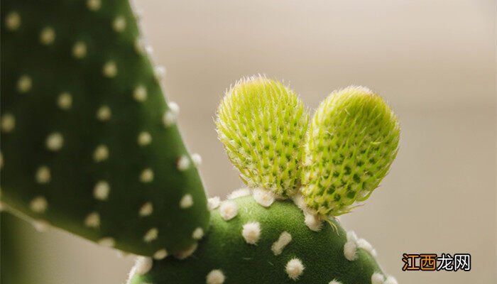 仙人掌特点和特征 仙人掌特点