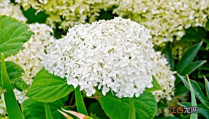 雪球花怎么养护 雪球花怎么养