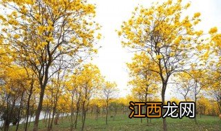 松山湖黄花风铃木怎么导航 松山湖黄花风铃木如何导航