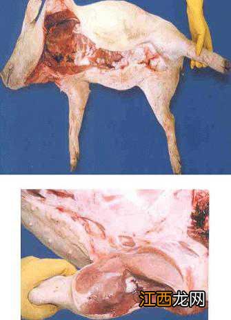 图 猪尸体解剖诊断方式检查猪病