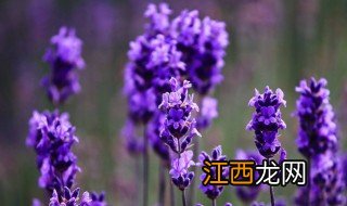熏衣草什么时候开花季节 熏衣草什么时候开花