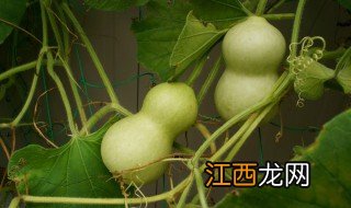 盆栽小葫芦什么时候开花 葫芦什么时候开花