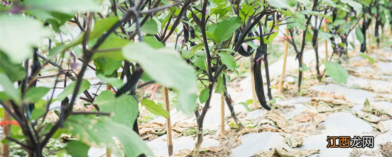 种茄子的方法和技术有哪些 种茄子的方法和技术