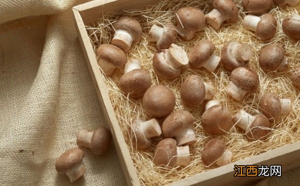 误食毒蘑菇会出现什么症状？蘑菇中毒应该怎么急救？