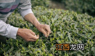 绿茶施肥方法和注意事项，绿茶施肥方法和注意事项图片