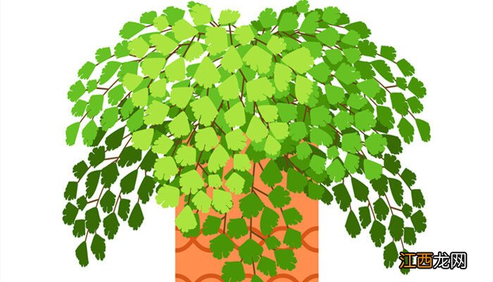 铁线蕨的盆栽养护方法视频 铁线蕨的盆栽养护方法