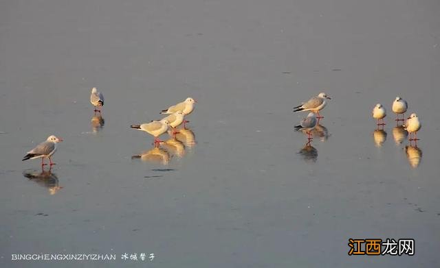 初冬，走进哈尔滨城市湿地的“芦苇荡”