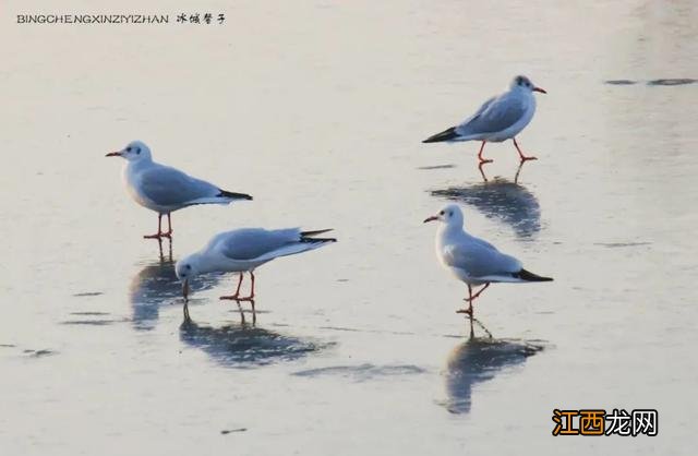 初冬，走进哈尔滨城市湿地的“芦苇荡”