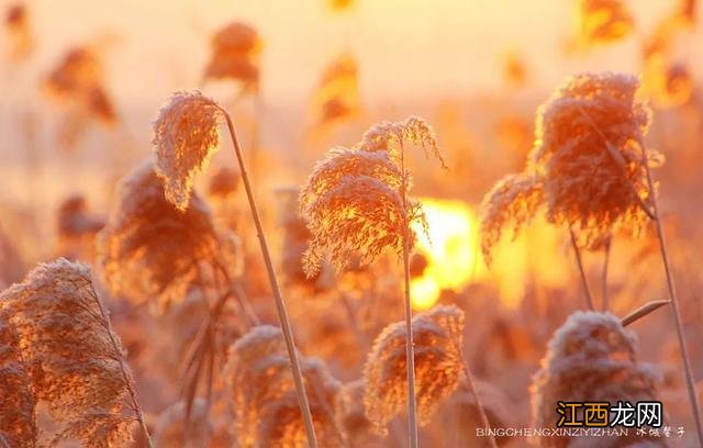 初冬，走进哈尔滨城市湿地的“芦苇荡”