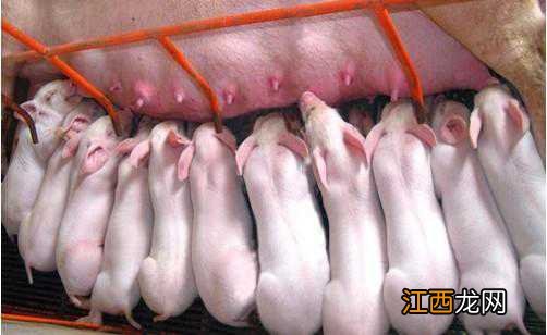 漏芦散防治仔猪白痢