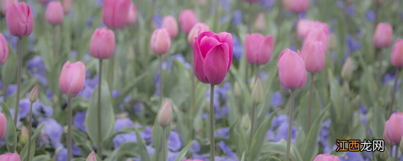 郁金香花能开几天的花 郁金香花能开几天