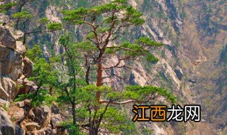 盆栽山榆的养殖方法和注意 山榆盆景如何管理