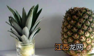 菠萝叶怎么种 在家波萝种植方法