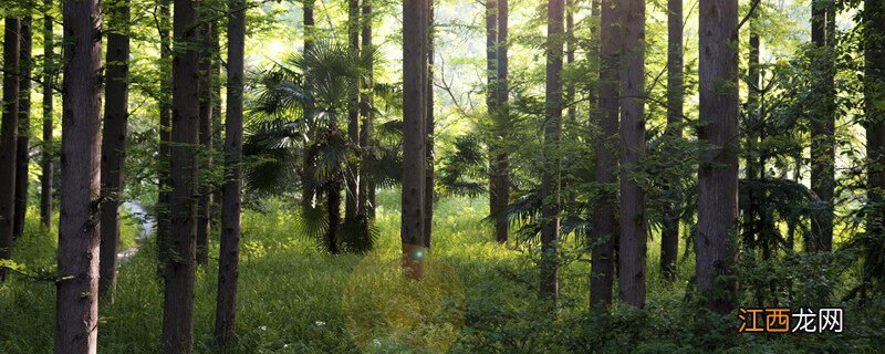 植物界的超级寿星是什么植物呢 植物界的超级寿星是什么植物