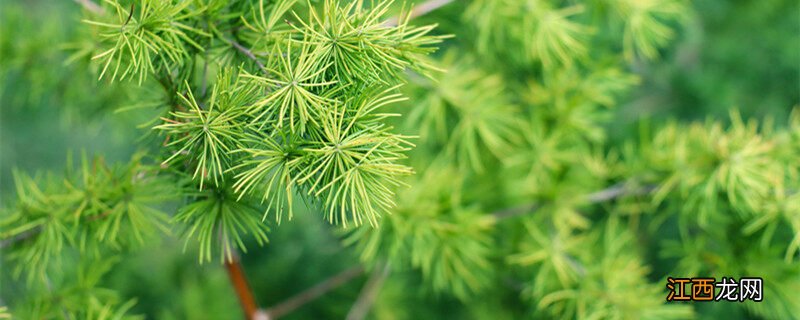 蓬莱松寓意和花语 蓬莱松寓意