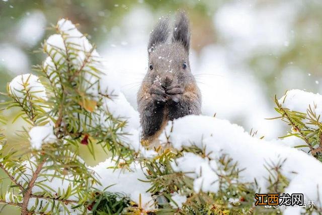 长白天下雪·燃 长春的冬天是啥色儿的？