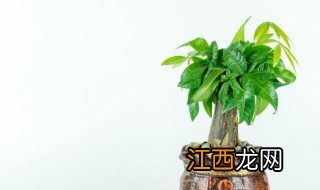 植物施肥方法和注意事项 植物施肥方法和注意事项有哪些