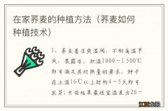 荞麦如何种植技术 在家荞麦的种植方法