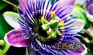 西番莲施什么肥最好 西番莲施肥方法和注意事项