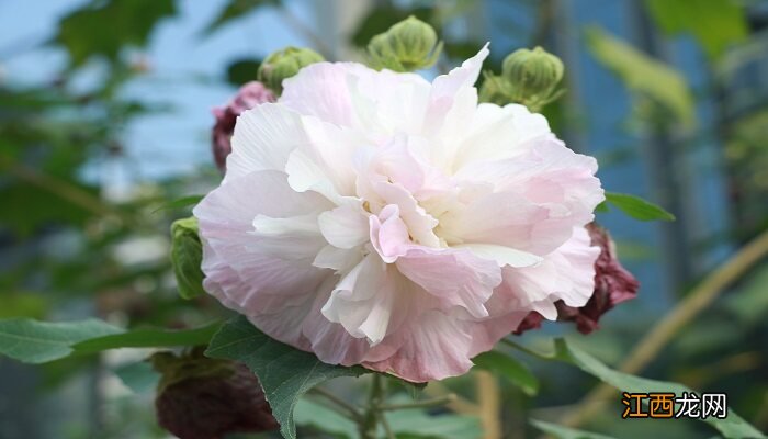 完全花和不完全花的区别图片 完全花和不完全花的区别