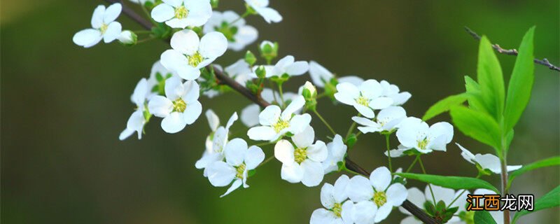 完全花是由哪四部分组成 完全花有哪些花