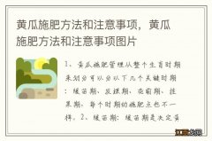 黄瓜施肥方法和注意事项，黄瓜施肥方法和注意事项图片