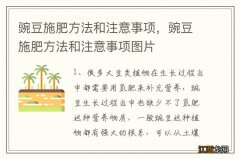 豌豆施肥方法和注意事项，豌豆施肥方法和注意事项图片