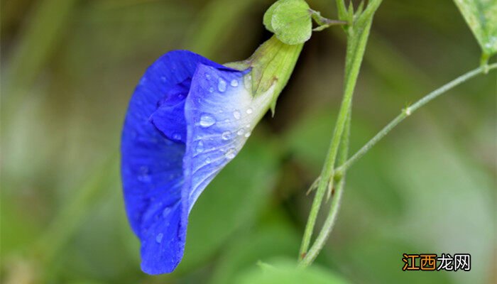 豌豆花是完全花吗? 豌豆花是完全花吗