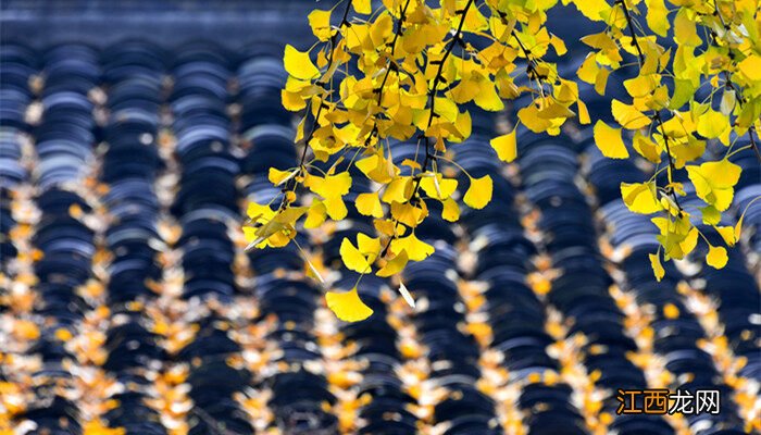 银杏果实能吃吗怎么吃 银杏可以吃吗